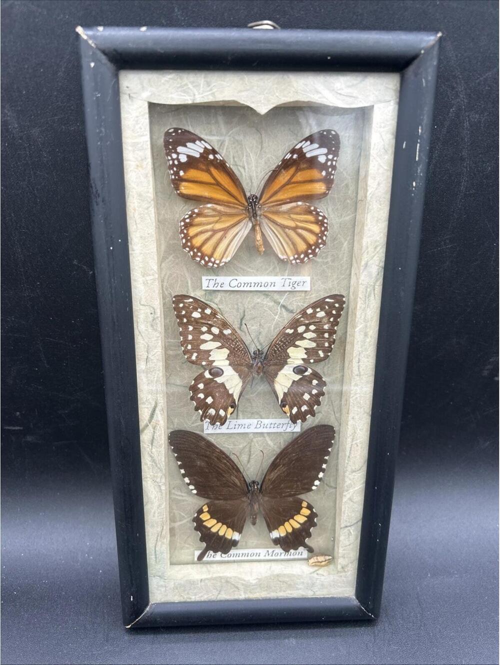 Vintage Taxidermy Real Buttery Specimen Framed Wall Decor